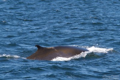 FIn whale - Cape Cod_4318.jpg