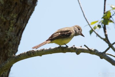 Great-crested flycatcher - Cape Cod_4394.jpg