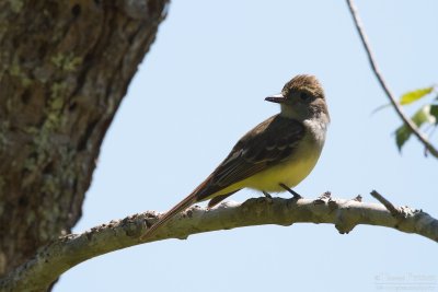 Great-crested flycatcher - Cape Cod_4399.jpg