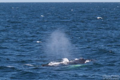 Humpback whale - Cape Cod_4323.jpg