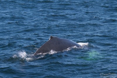 Humpback whale - Cape Cod_4341.jpg