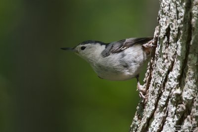 White-breasted nuthatch - Cape Cod_4372.jpg
