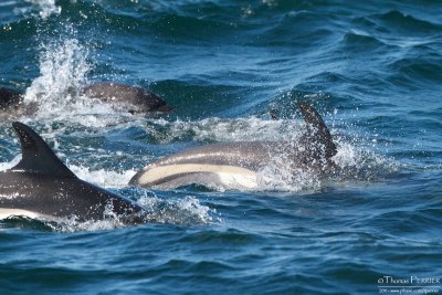White-sided dolphins - Cape Cod_4291.jpg