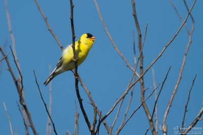 AMerican goldfinch - Cape Cod_4855.jpg