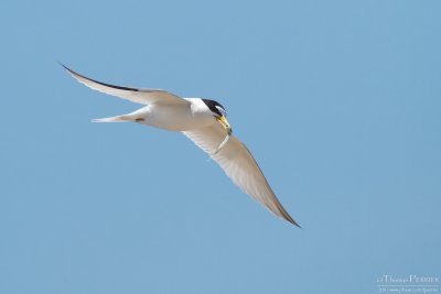 Least tern - Cape Cod_5629.jpg