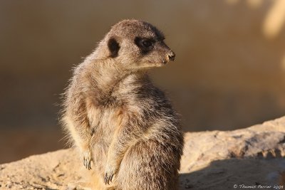 IMG_3816 web.jpg