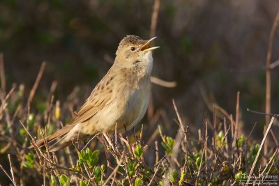 Locustelle tachetée-Grasshopper warbler_0226