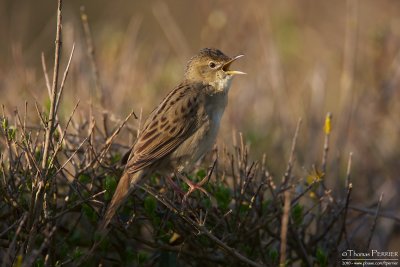 Locustelle tachetée-Grasshopper warbler_0245