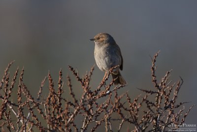 Accenteur mouchet-Dunnock_0280.jpg