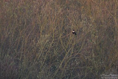 Merle à plastron-Ring ouzel_0281