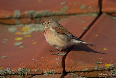 Linotte melodieuse-Linnet_0350