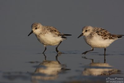 Sanderling_0449