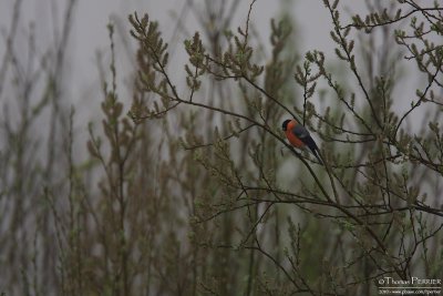 Bouvreuil pivoine-Bullfinch_0815