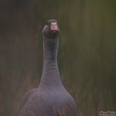 Oie cendrée-Greylag goose_0879