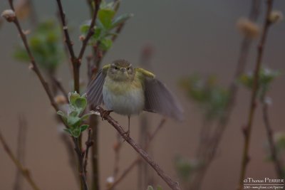 Pouillot véloce-Chiffchaff_0919