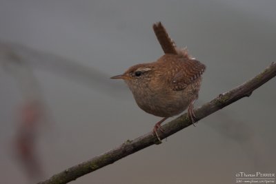 Troglodyte-Wren_0945