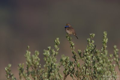 Gorge bleue-BLuethroat_1071