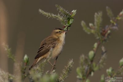 Phragmite des joncs-Sedge warbler_1091