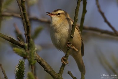 Phragmite des joncs-Sedge warbler_1096