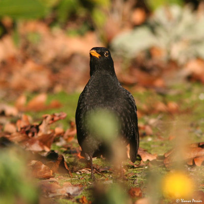 Merle noir - La Ferriere_7326.jpg