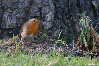 Rouge Gorge - La Ferriere_7022.jpg