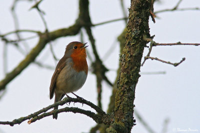 Rouge Gorge - La Ferriere 6914.jpg