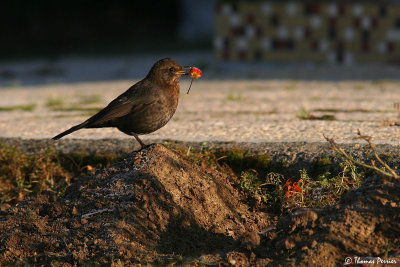 Merle noir - La Ferriere_7174.jpg