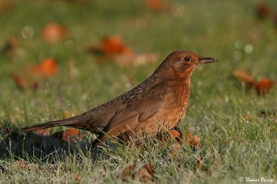 Merle noir - La Ferriere_7320.jpg