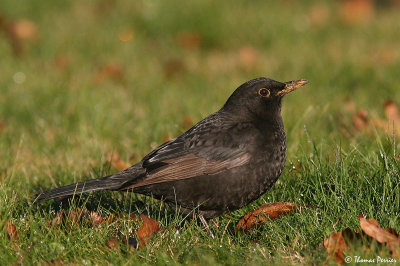 Merle noir - La Ferriere_7378.jpg