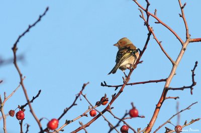 Pinson des arbres - La Ferriere_7331.jpg