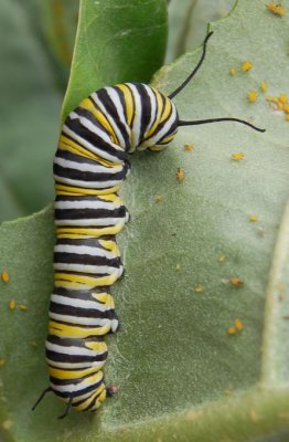 Monarch Caterpillar