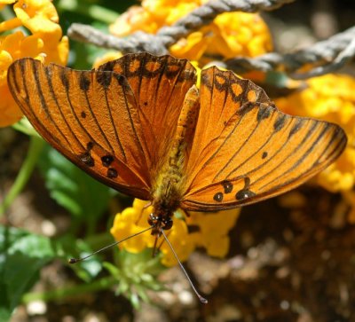 Gulf Fritillary - Agraulis vanillae