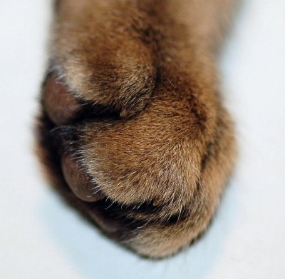 Soft  Paw