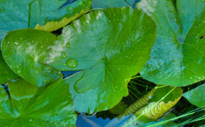 Lily Pad - Abundant Growth