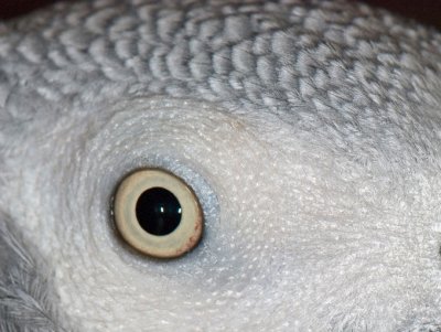 Eye of Gray Bird