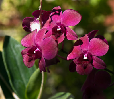Sunkissed Orchid