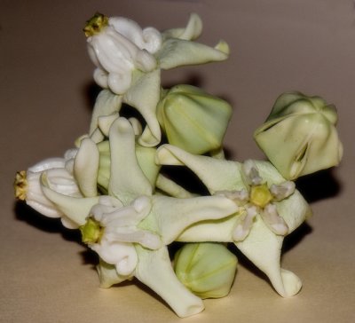 Crownflower - White