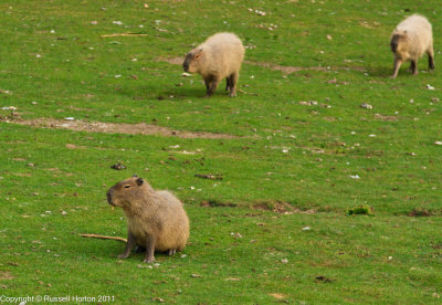 2nd May 2011 Marwell Zoo