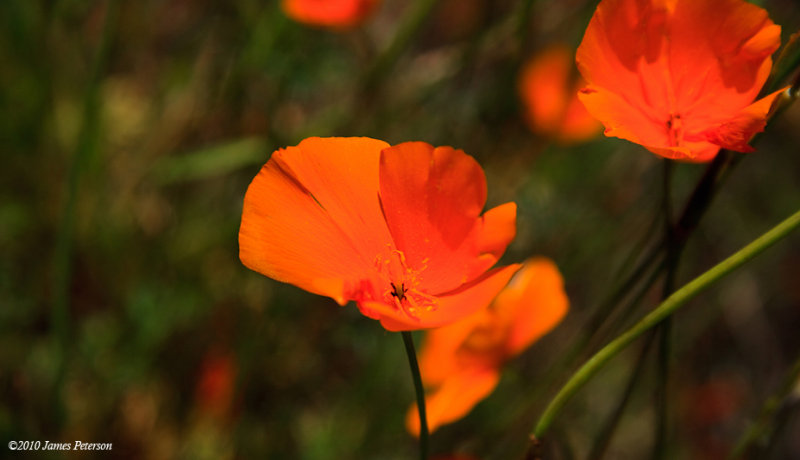 Poppies (7403)