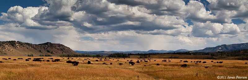 Bison Banner