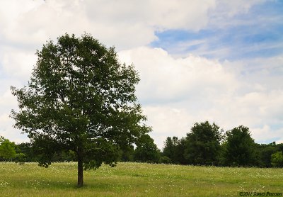 Summer