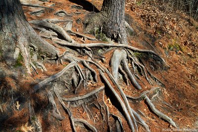 Tree Roots (20225)