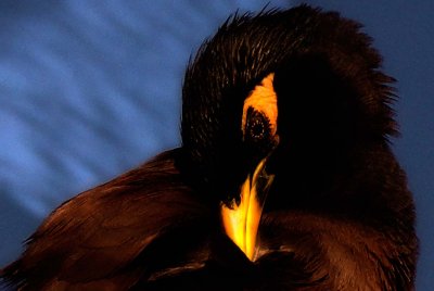 Birds of Bhutan
