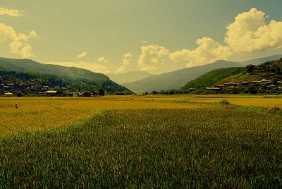 The Rice  Fields of Bhutan (ready for harvest)