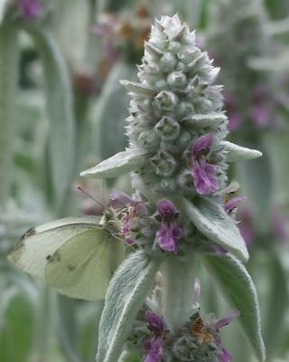 insects
