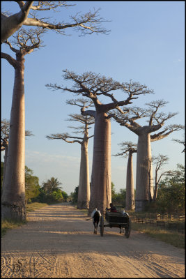 Madagascar 2012