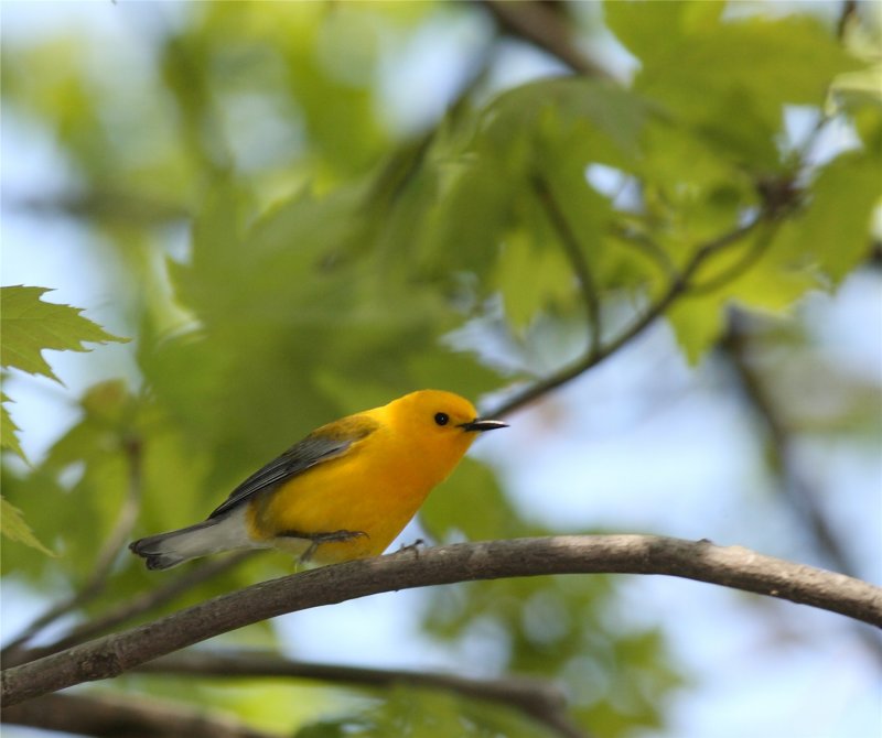 Prothonotary Warbler