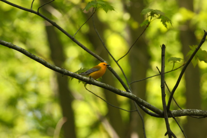 Prothonotary Warbler