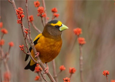 EVENING GROSBEAK