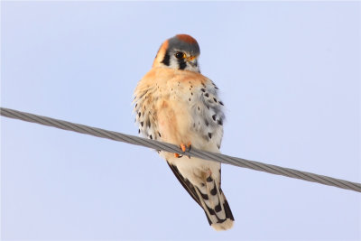 American Kestral